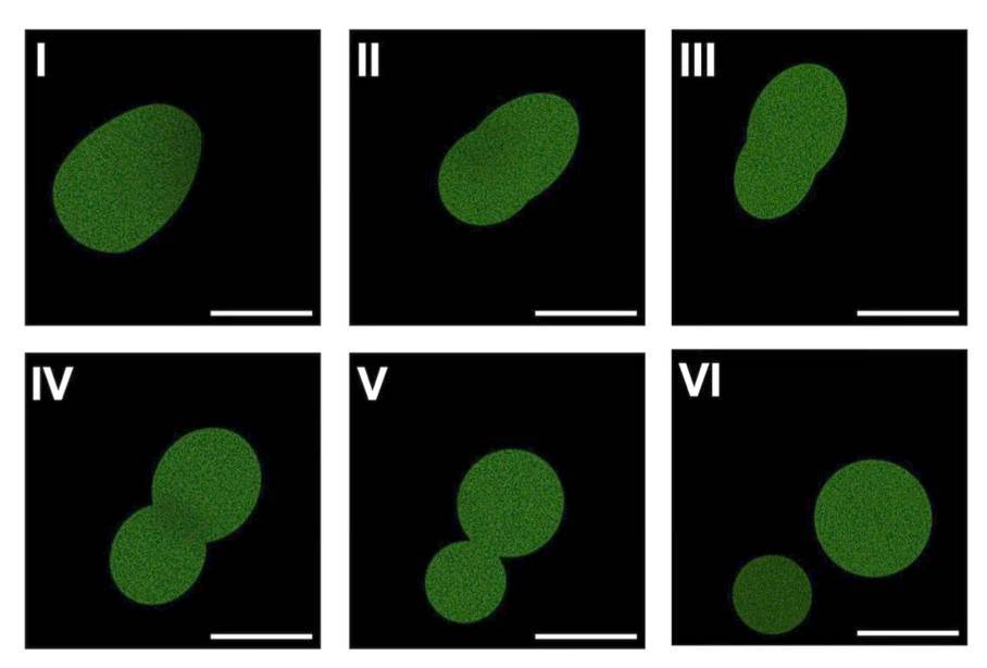SpudCell synthetic cell growing and dividing across six frames